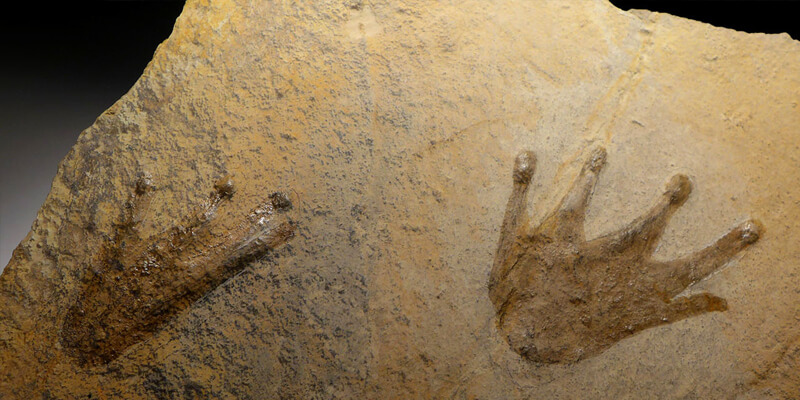 fossili impronte e calchi scuola primaria