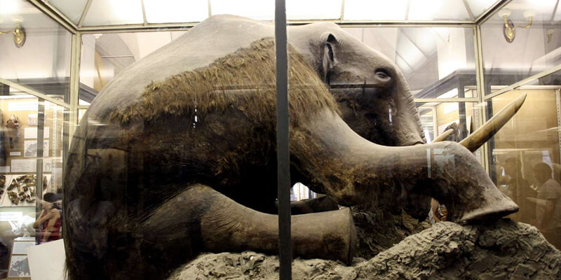 fossili mammutt congelato