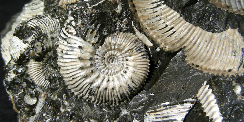 fossilizzazione scuola primaria