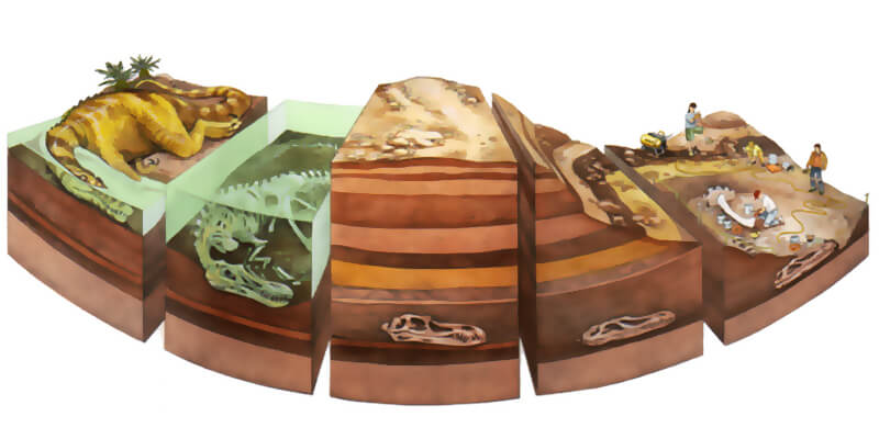 processo di fossilizzazione scuole primarie